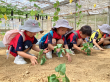 1F at Zen organic farm (10)